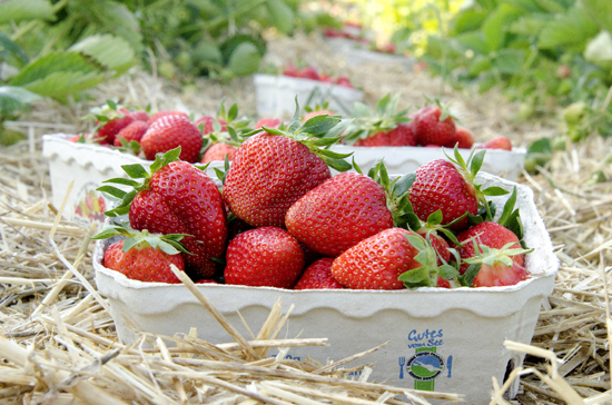 Erdbeeren vom Obsthof Romer